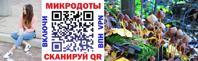 Купить закладки  Кингисепп  Галлюциногенные грибы GOLDEN TEACHER 